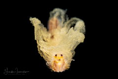Epitoke Worm - Spawning