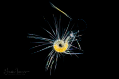 Polychaete Worm - Spionidae Family