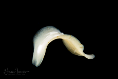 Flatworm - Order Polycladida - Suborder Acotylea
