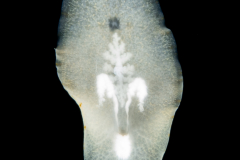 Flatworm - Order Polycladida - Suborder Acotylea