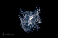 Sea Cucumber - Large Auricularia Stage Larva - Protankyra brychia