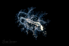 Sea Cucumber - Large Auricularia Stage Larva - Protankyra brychia
