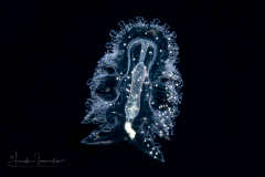 Sea Cucumber - Large Auricularia Stage Larva - Protankyra brychia