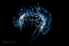 Holopelagic Scale Worm - Polynoidae Family - Genus Drieschia