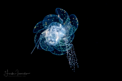 Holopelagic Scale Worm - Polynoidae Family - Genus Drieschia