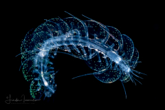 Holopelagic Scale Worm - Polynoidae Family - Genus Drieschia