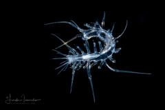 Holopelagic Scale Worm - Polynoidae Family - Genus Drieschia - with no scales