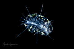 Holopelagic Scale Worm - Polynoidae Family - Genus Drieschia