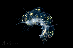 Holopelagic Scale Worm - Polynoidae Family - Genus Drieschia