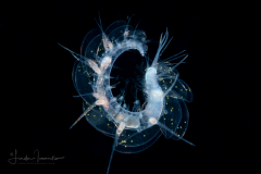 Holopelagic Scale Worm - Polynoidae Family - Genus Drieschia - with Eggs?