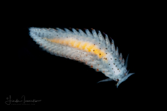 Holopelagic Worm - Lopadorrhynchidae Family - Genus Lopadorrhynchus