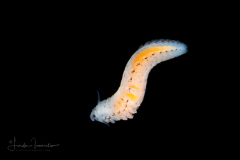 Holopelagic Worm - Lopadorrhynchidae Family - Genus Lopadorrhynchus