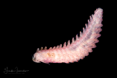 Holopelagic Worm - Lopadorrhynchidae Family - Genus Lopadorrhynchus