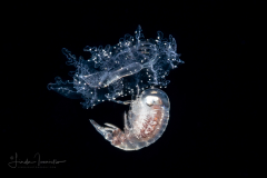 Hyperiid Amphipod on a Sea Cucumber - Large Auricularia Stage Larva - Protankyra brychia