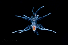 Sea Star - Class Asteroidea - Brachiolaria Stage Larva