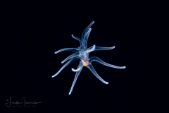 Sea Star - Class Asteroidea - Brachiolaria Stage Larva