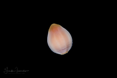 Sea Anemone Planula Larva - Cnidaria - Actiniaria