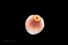 Sea Anemone Planula Larva - Cnidaria - Actiniaria - Tentatively Telmatactis species