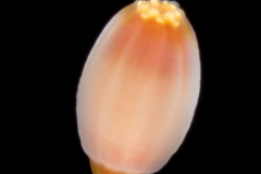 Sea Anemone Planula Larva - Cnidaria - Actiniaria - Tentatively Telmatactis species