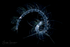 Holopelagic Scale Worm - Polynoidae Family - Genus Drieschia