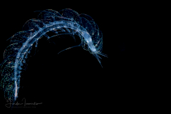 Holopelagic Scale Worm - Polynoidae Family - Genus Drieschia