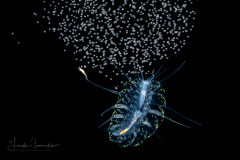 Holopelagic Scale Worm - Polynoidae Family - Genus Drieschia