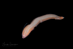 Epitoke Worm - Nereididae Family