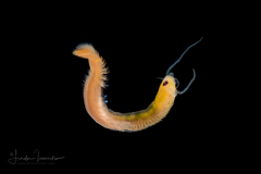 Epitoke Worm - Nereididae Family