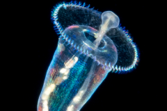 Peanut Worm -  Pelagosphaera Stage Larva of Sipuncula Worm