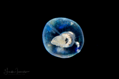 Peanut Worm -  Pelagosphaera Stage Larva of Sipuncula Worm