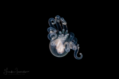 Pelagic Larval Stage of a Tube Anemone - Cnidaria