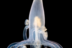 Pelagic Larval Stage of a Tube Anemone - Ceriantharia