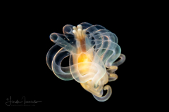 Pelagic Larval Stage of a Tube Anemone - Ceriantharia