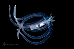 Pelagic Larval Stage of a Tube Anemone - Ceriantharia