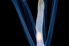Pelagic Larval Stage of a Tube Anemone - Ceriantharia