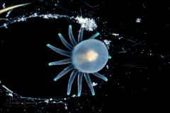 Pelagic Larval Stage of a Tube Anemone - Ceriantharia