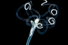 Pelagic Larval Stage of a Tube Anemone - Ceriantharia