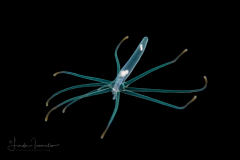 Pelagic Larval Stage of a Tube Anemone - Ceriantharia