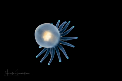 Pelagic Larval Stage of a Tube Anemone - Ceriantharia