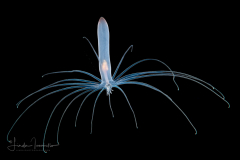 Pelagic Larval Stage of a Tube Anemone - Ceriantharia