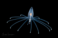 Pelagic Larval Stage of a Tube Anemone - Ceriantharia