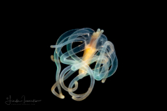 Pelagic Larval Stage of a Tube Anemone - Ceriantharia