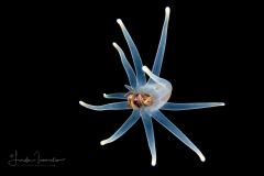 Pelagic Larval Stage of a Tube Anemone - Ceriantharia - Arachnactidae Family - Preying on a Shrimp