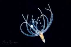 Pelagic Larval Stage of a Tube Anemone - Ceriantharia - Preying on Eggs