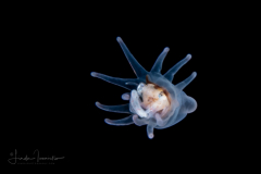 Pelagic Larval Stage of a Tube Anemone - Ceriantharia Preying on a Crab Megalopa Larva