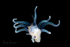 Pelagic Larval Stage of a Tube Anemone - Ceriantharia Preying on a Crab Zoea Larva