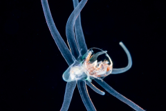 Pelagic Larval Stage of a Tube Anemone - Ceriantharia - Preying on a Hyperiid Amphipod