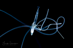 Pelagic Larval Stage of a Tube Anemone - Ceriantharia - Preying on an Arrow Worm - Chaetognatha