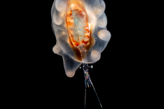 Pelagic Larval Stage of a Tube Anemone - Ceriantharia - with Copepod Prey - Euchaetidae Family