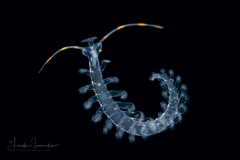 Pelagic Worm - Tomopteridae Family - Tomopteris